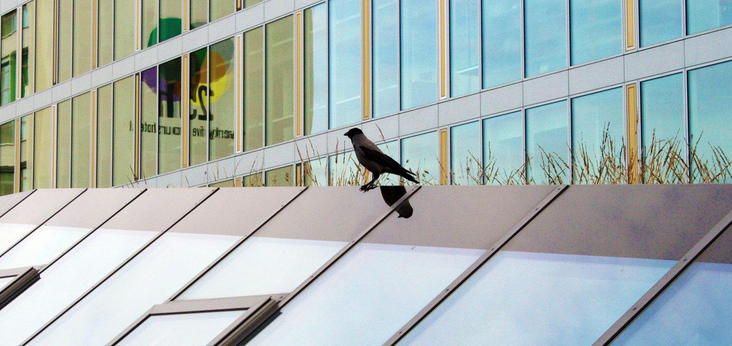 Bird Safety Glass